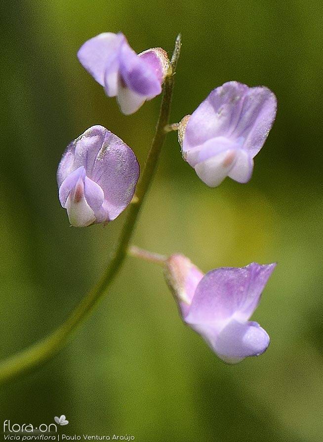 Vicia parviflora - Flor (geral) | Paulo Ventura Araújo; CC BY-NC 4.0