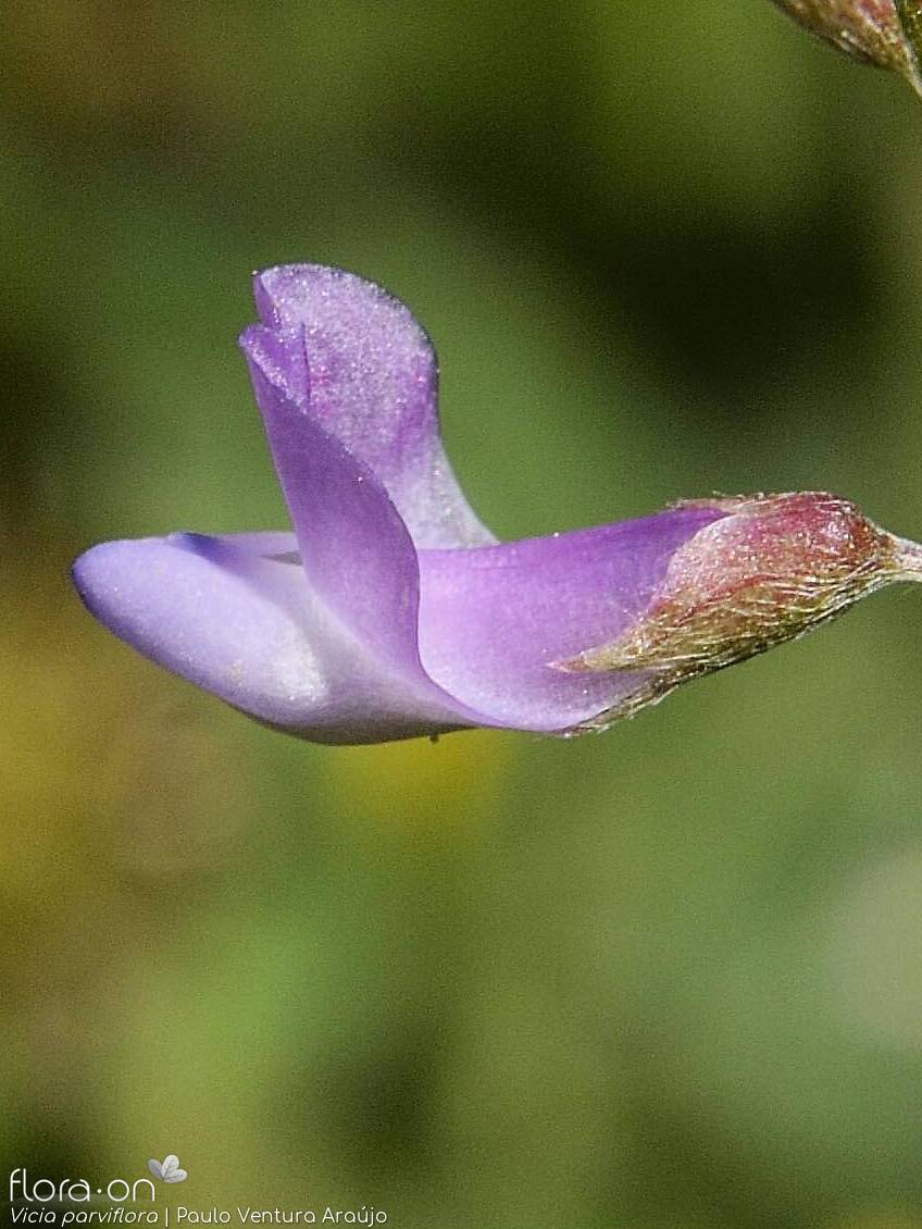 Vicia parviflora - Flor (close-up) | Paulo Ventura Araújo; CC BY-NC 4.0