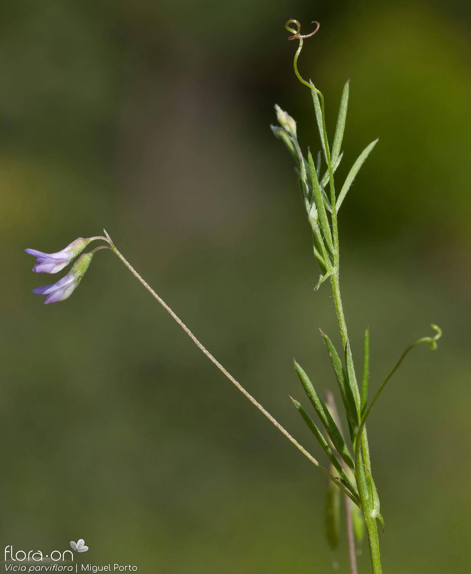 Vicia parviflora - Flor (geral) | Miguel Porto; CC BY-NC 4.0