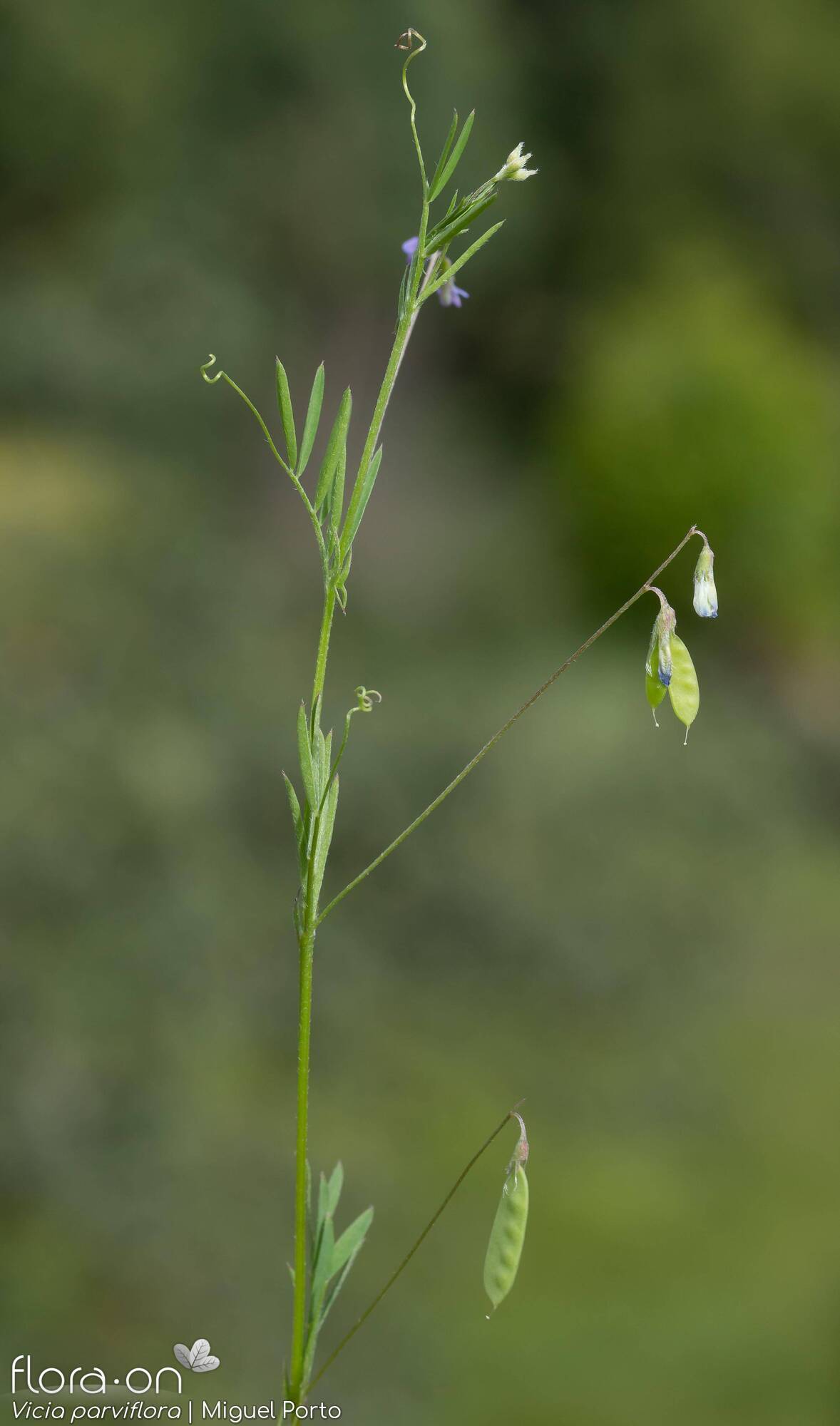 Vicia parviflora - Hábito | Miguel Porto; CC BY-NC 4.0