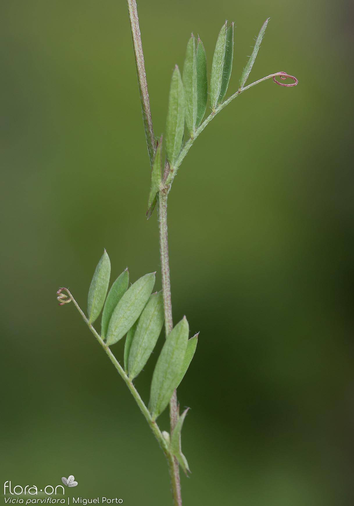 Vicia parviflora - Folha (geral) | Miguel Porto; CC BY-NC 4.0