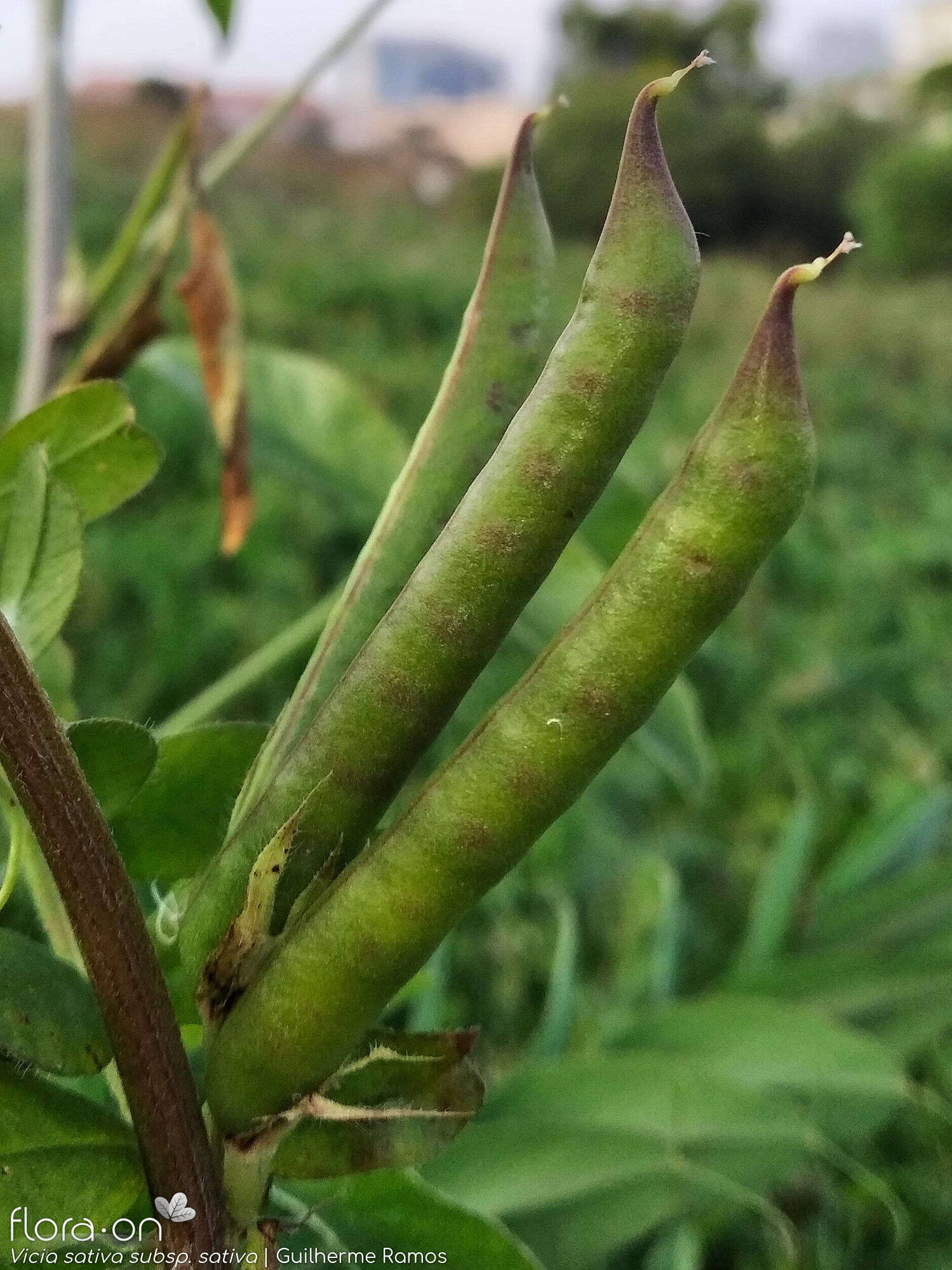 Vicia sativa sativa - Fruto | Guilherme Ramos; CC BY-NC 4.0