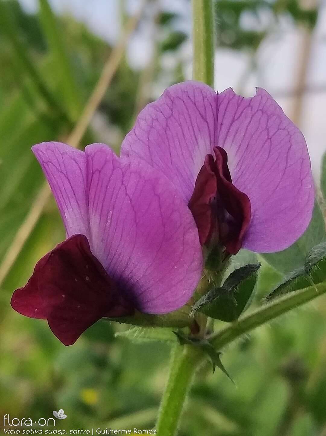 Vicia sativa sativa - Flor (close-up) | Guilherme Ramos; CC BY-NC 4.0