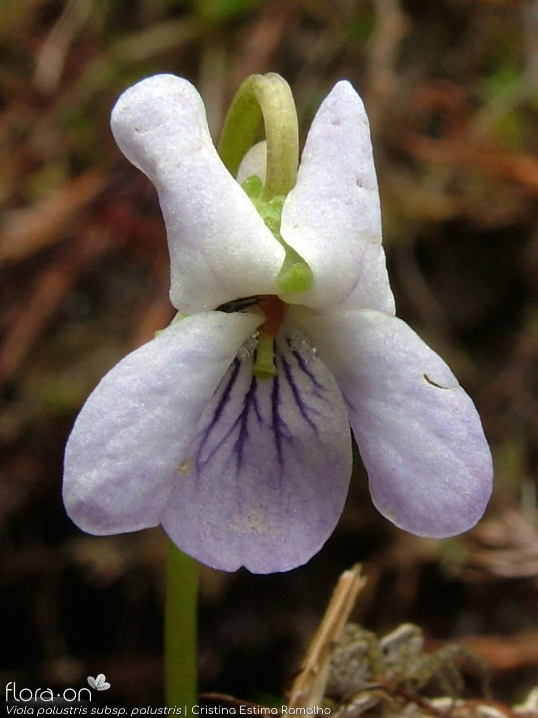 Viola palustris palustris - Flor (close-up) | Cristina Estima Ramalho; CC BY-NC 4.0