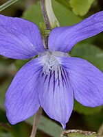 Viola sequeirae