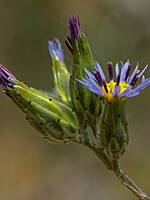 Volutaria crupinoides