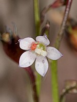 Wahlenbergia lobelioides