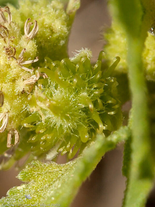 Xanthium strumarium - Bráctea | Miguel Porto; CC BY-NC 4.0