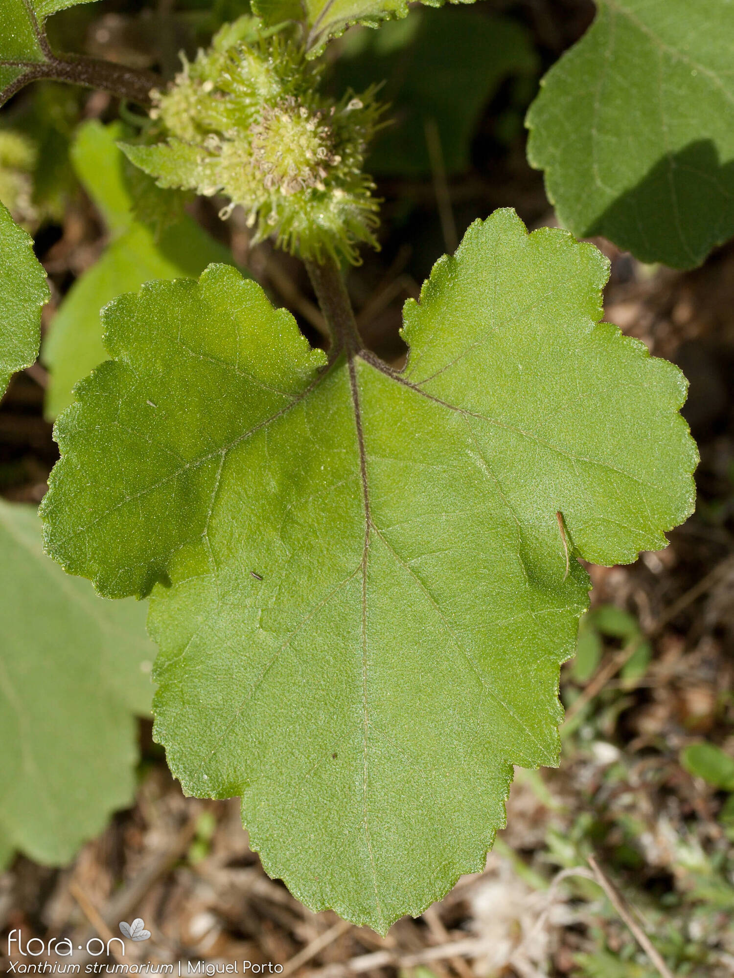 Xanthium strumarium - Folha | Miguel Porto; CC BY-NC 4.0