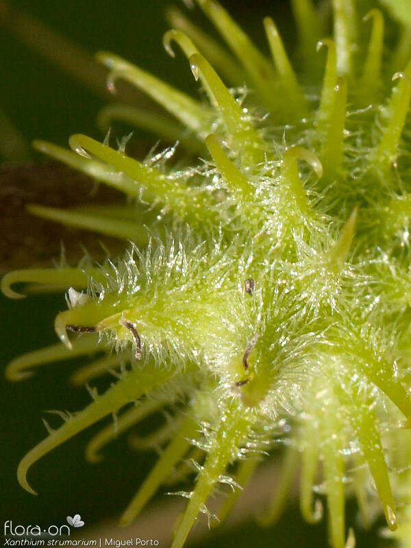 Xanthium strumarium - Fruto | Miguel Porto; CC BY-NC 4.0