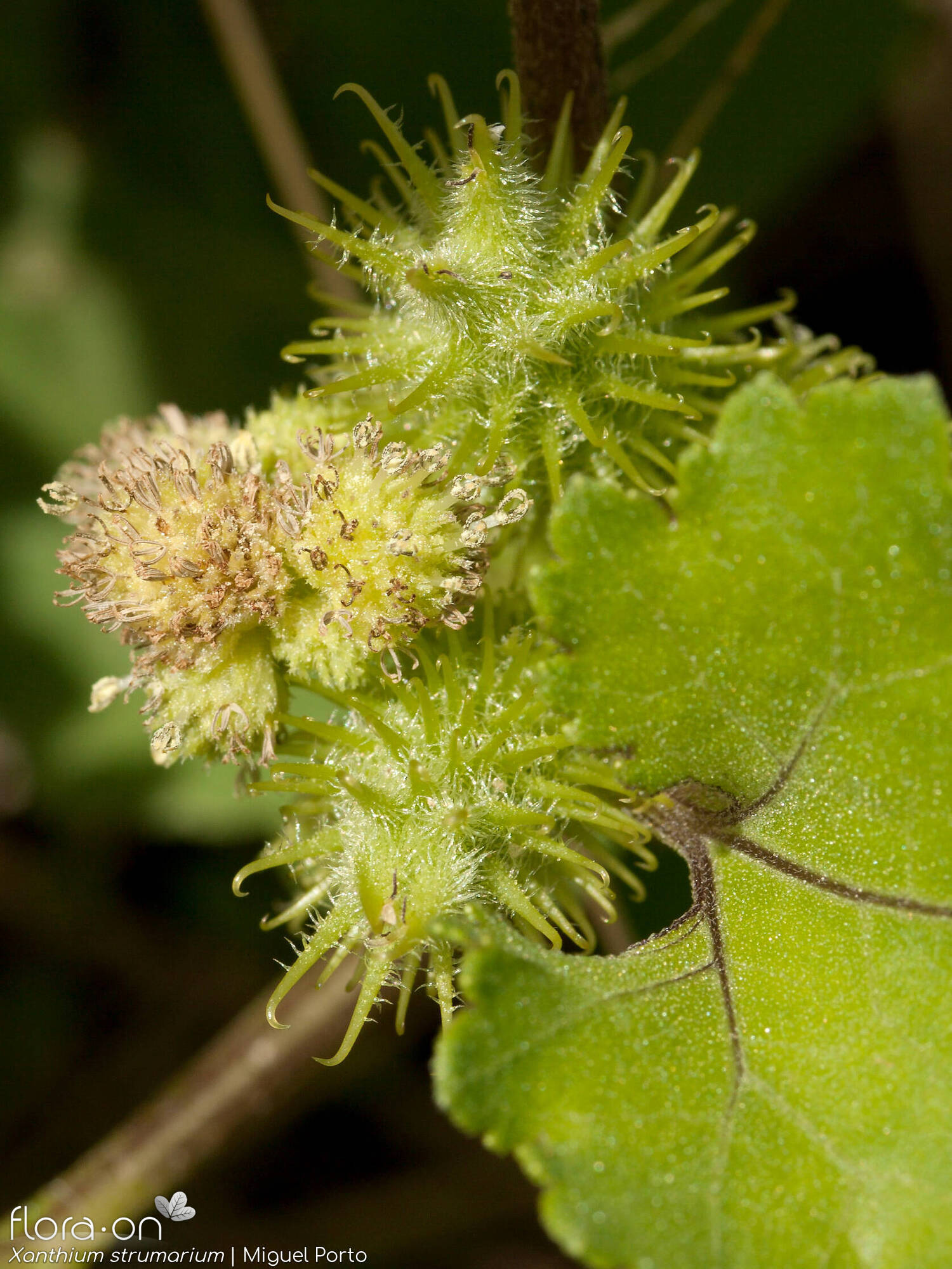 Xanthium strumarium - Capítulo | Miguel Porto; CC BY-NC 4.0