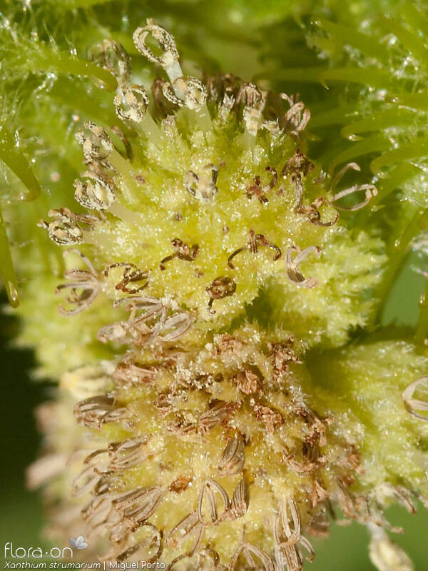 Xanthium strumarium - Flor (close-up) | Miguel Porto; CC BY-NC 4.0