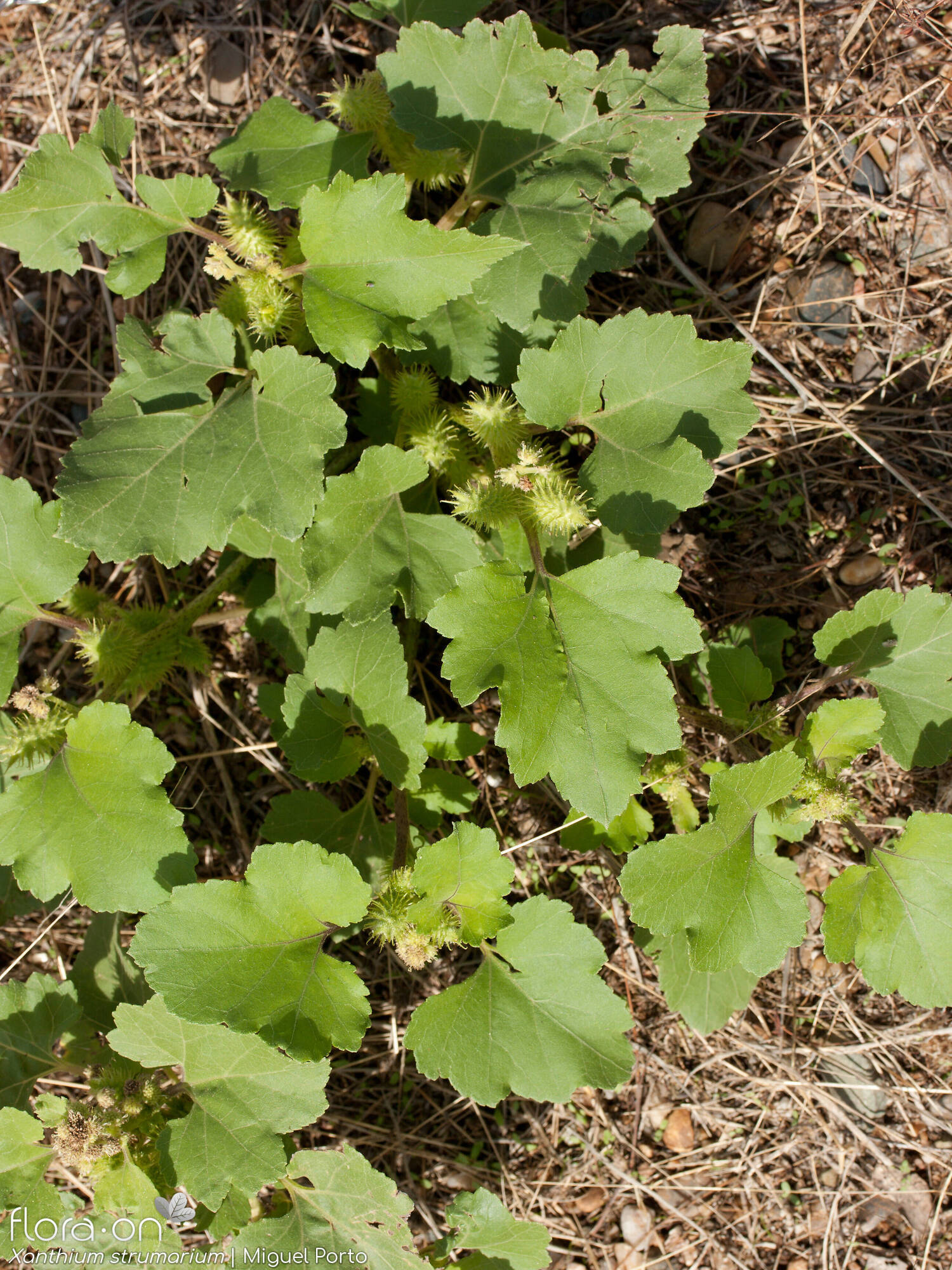 Xanthium strumarium - Folha (geral) | Miguel Porto; CC BY-NC 4.0