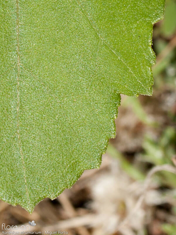 Xanthium strumarium - Folha | Miguel Porto; CC BY-NC 4.0