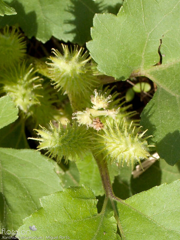 Xanthium strumarium - Flor (geral) | Miguel Porto; CC BY-NC 4.0