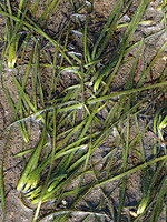 Zostera noltii